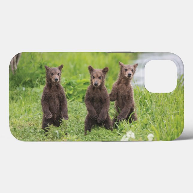 Bebês Mais Pobres | Camchatka Brown Bear Cubs (Verso (horizontal))