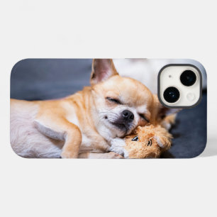 Bebês Mais Pobres Cão Chihuahua de cabelos verme