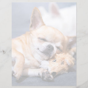 Bebês Mais Pobres Cão Chihuahua de cabelos verme