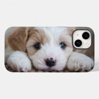 Bebês Mais Pobres | Cavashon Puppy
