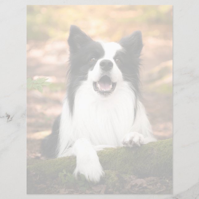 Bebês Mais Pobres | Collie Preto e Branco (Frente)