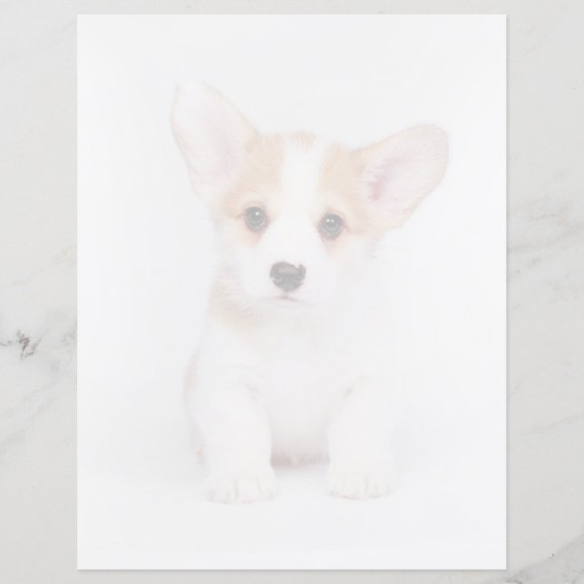 Bebês Mais Pobres | Corgi Branco (Frente)