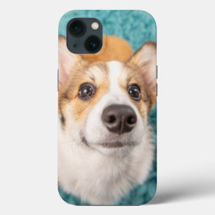 Bebês Mais Pobres Corgi Doce Face Puppy