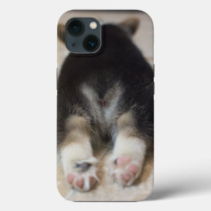 Bebês Mais Pobres Corgi Puppy Atrás