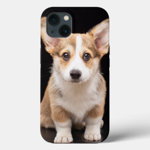 Bebês Mais Pobres   Corgi Puppy Em Pé
