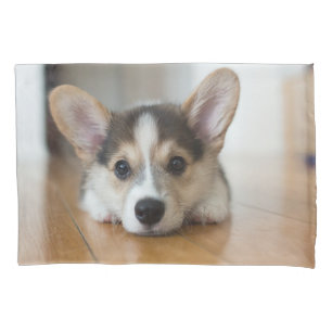 Bebês Mais Pobres Corgi Puppy Olhando