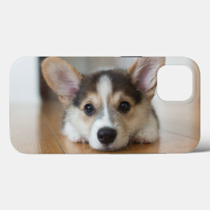 Bebês Mais Pobres Corgi Puppy Olhando