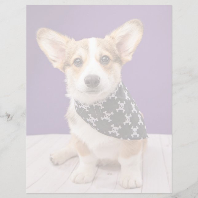 Bebês Mais Pobres | Corgi Puppy Skull Bandana (Frente)