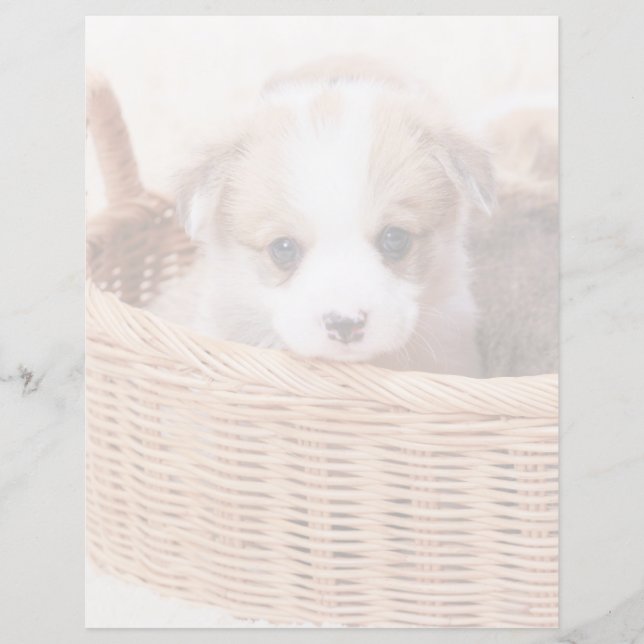 Bebês Mais Pobres | Corgi Tiny Puppy (Frente)