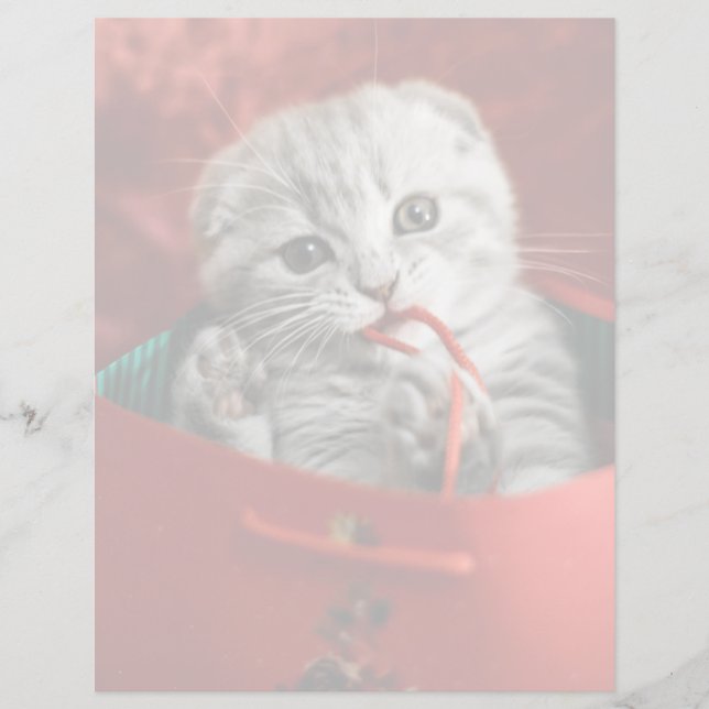 Bebês Mais Pobres | Cozinha-dobra escocesa (Frente)