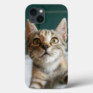 Bebês Mais Pobres   Cute Tabby Kitten