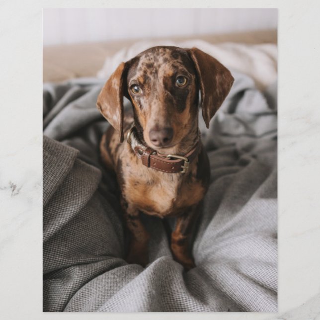 Bebês Mais Pobres | Dachshund De Chocolate (Frente)