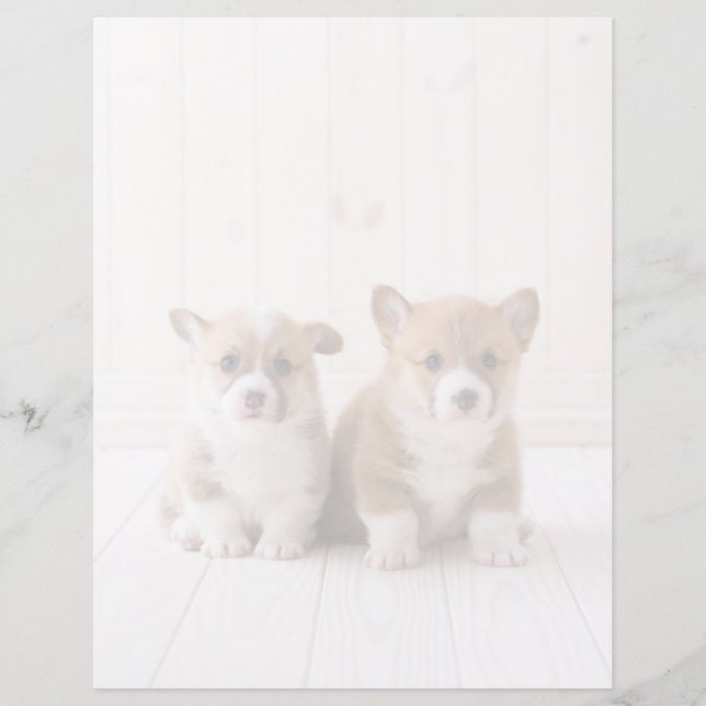Bebês Mais Pobres | Dois Bebês De Corgão (Frente)