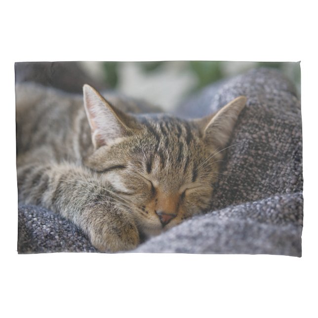 Bebês Mais Pobres | Dormir De Tabby Kitten (Frente)
