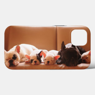 Bebês Mais Pobres Família Buldogue Francesa
