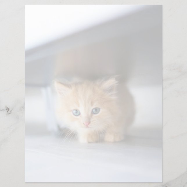 Bebês Mais Pobres | Fluffy Orange Kitten (Frente)