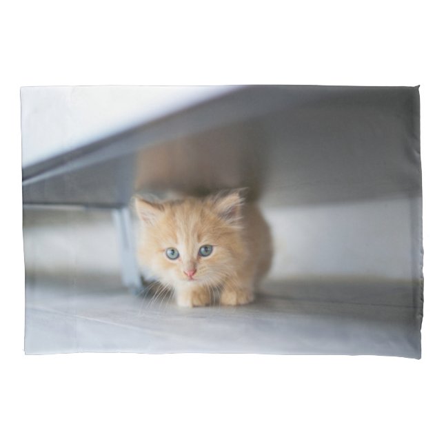 Bebês Mais Pobres | Fluffy Orange Kitten (Frente)