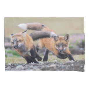 Bebês Mais Pobres Fox Pups em Play