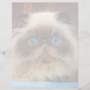 Bebês Mais Pobres Gato de Himalaia