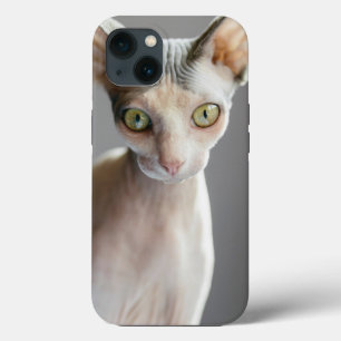 Bebês Mais Pobres Gato esfingx