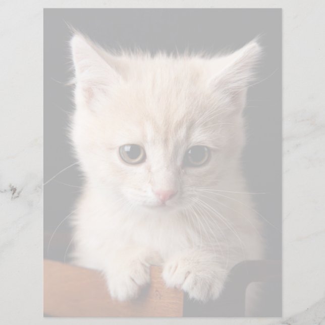Bebês Mais Pobres | Ginger Kitten (Frente)