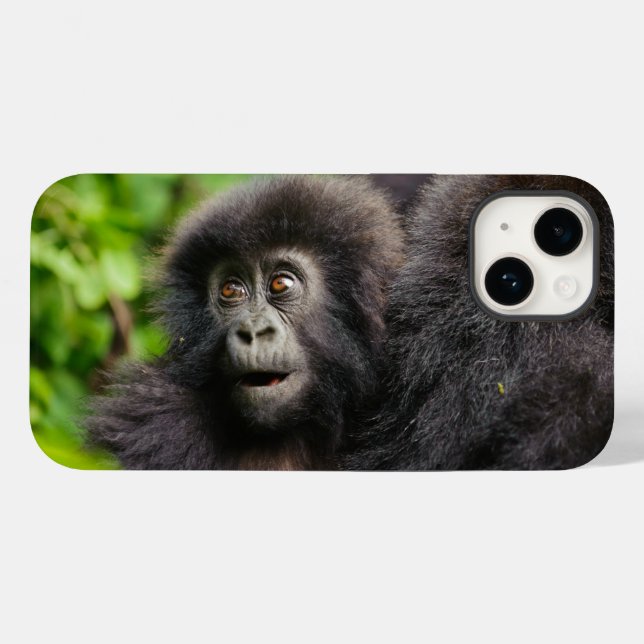 Bebês Mais Pobres | Jovens Montanhas Gorilla (Verso (horizontal))