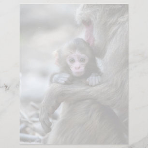Bebês Mais Pobres Macaco japonês e bebê