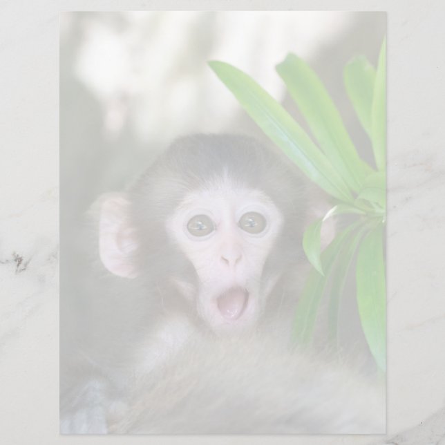 Bebês Mais Pobres | Macaco surpreso na neve (Frente)