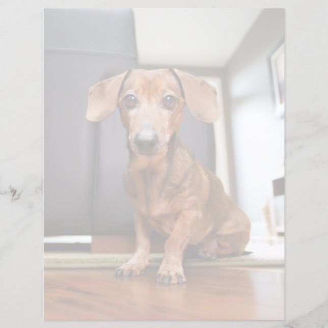 Bebês Mais Pobres | Mini Dachshund Puppy (Frente)