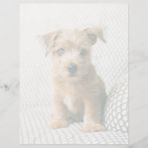 Bebês Mais Pobres Norfolk Terrier Puppy