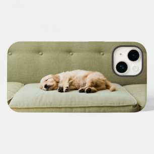 Bebês Mais Pobres Ouro Retriever Puppy 2