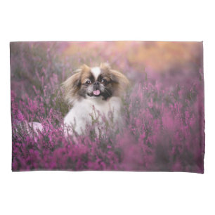 Bebês Mais Pobres Pekingese Puppy