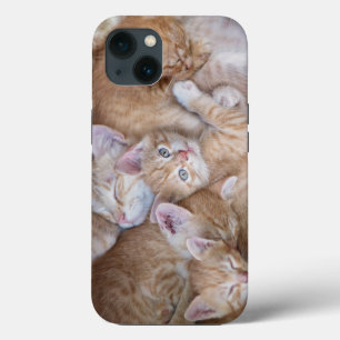 Bebês Mais Pobres Película De Gato Laranja