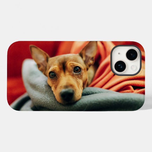 Bebês Mais Pobres | Pinscher miniatura (Verso (horizontal))