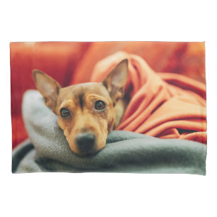 Bebês Mais Pobres Pinscher miniatura