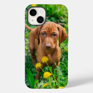 Bebês Mais Pobres Pointer Puppy