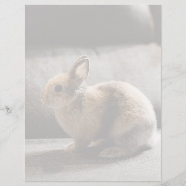 Bebês Mais Pobres | Rabbit anão neerlandês (Frente)