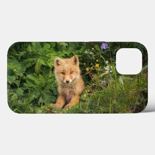 Bebês Mais Pobres | Red Fox em Umnak Alaska (Verso (horizontal))