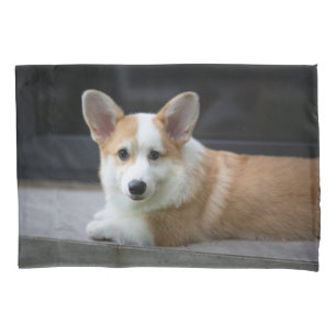 Bebês Mais Pobres   Relaxamento do Corgi Puppy