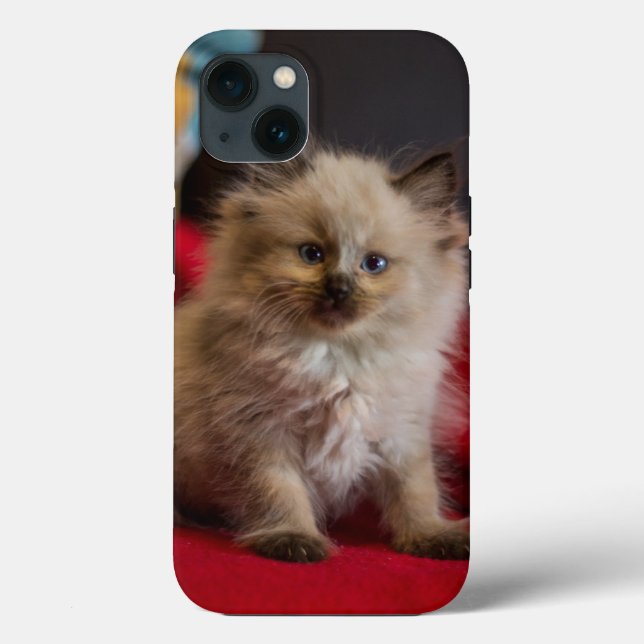 Bebês Mais Pobres | Siamese Kitten (Verso)