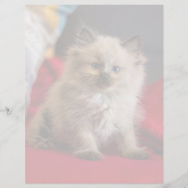 Bebês Mais Pobres | Siamese Kitten (Frente)