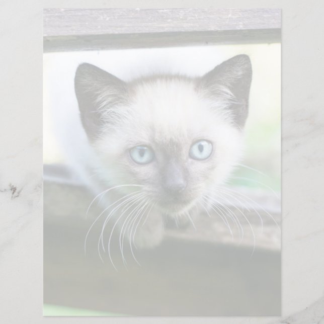 Bebês Mais Pobres | Siamese Kitten (Frente)