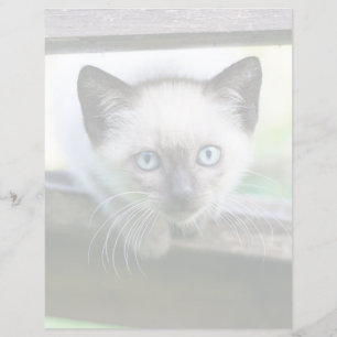 Bebês Mais Pobres Siamese Kitten