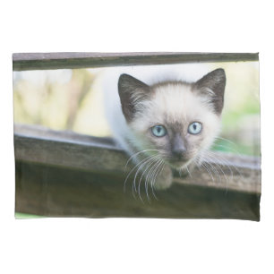 Bebês Mais Pobres Siamese Kitten 2