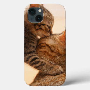 Bebês Mais Pobres   Tabby Kitten Kiss
