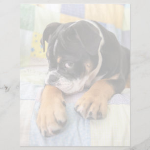 Bebês Mais Pobres Tímido Bulldog Inglês