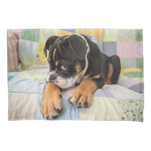 Bebês Mais Pobres Tímido Bulldog Inglês