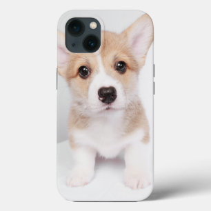 Bebês Mais Pobres Tiny Corgi