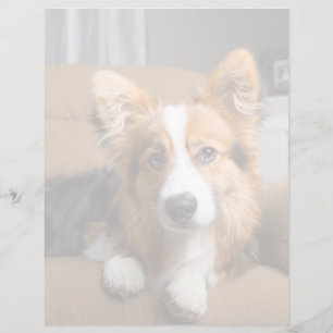 Bebês Mais Pobres Torneiras de Corgi de Cabelo L