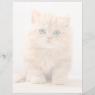 Bebês Mais Pobres Um Gatinho De Palha Britânico